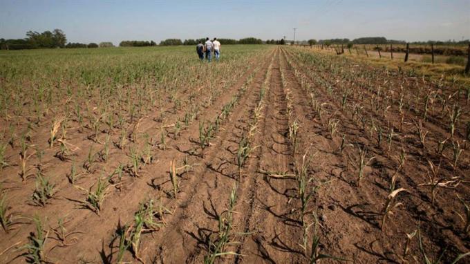 Por la sequía, hubo un fuerte recorte en la siembra y la cosecha de soja