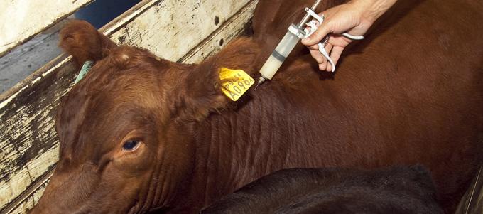 Senasa aclaró que no exigirá matrículas a los veterinarios en las campañas de vacunación
