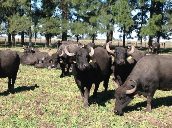 La crisis lechera como oportunidad: “Tenemos la ilusión de que en el futuro se pueda armar una cuenca de búfalas”