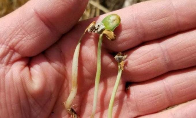 Las lluvias esquivaron a las zonas más afectadas por la sequía en la región núcleo bonaerense