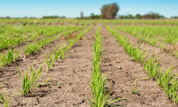 Entre Ríos tiene la mitad de productores de arroz que en 2010