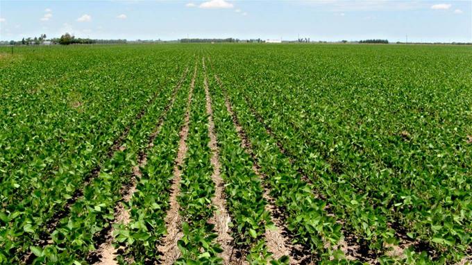 Retenciones: al Gobierno todavía le queda pagar un 36% de los reintegros a los productores de soja del norte