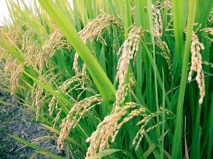 En Entre Ríos productores de arroz recibieron facturas de luz de hasta 300.000 pesos