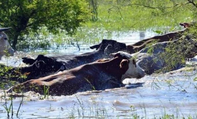 Chaco: recomiendan trasladar el ganado a zonas altas