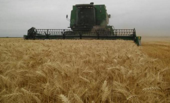Finalizó la cosecha de trigo: ¿Cuál fue el rinde promedio de la campaña?