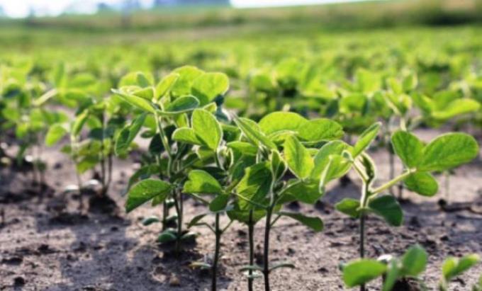 El mercado climático juega sus últimas cartas