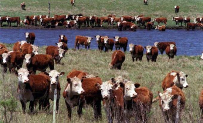 Inédito: el novillo argentino es el más barato del Mercosur