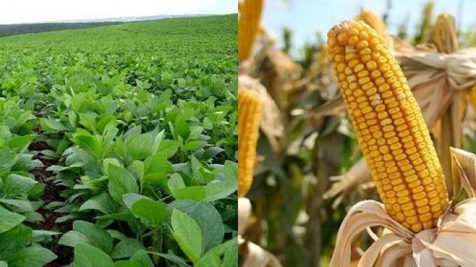 Más de la mitad de la producción de soja y maíz brasileña se ve amenazada por la sequía