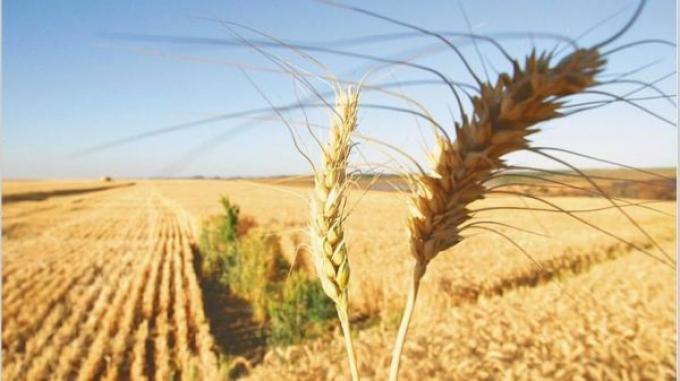 Productores de trigo de Entre Ríos que arrendaron no lograron cubrir los costos