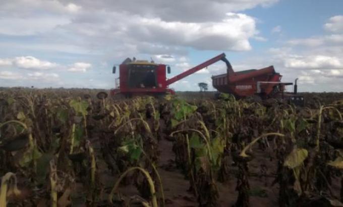 La cosecha de girasol genera buenas expectativas