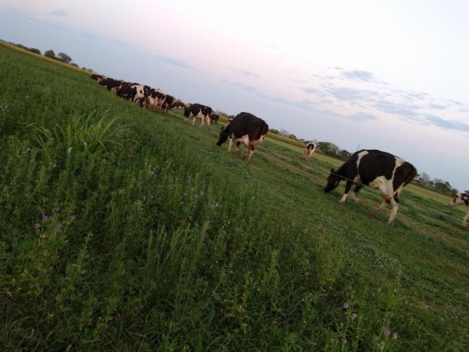 Sigue erosionándose el margen de los tambos con precios de la leche que no acompañan el crecimiento de los costos de producción
