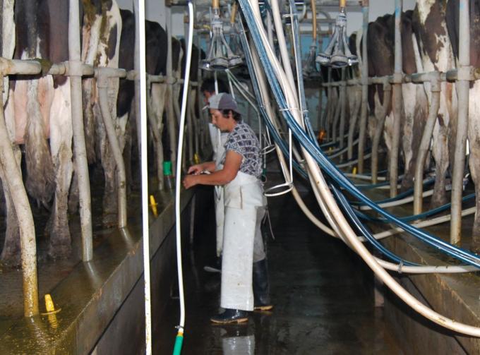 Los tambos necesitan $6 por litro pero la industria no puede pagarlos