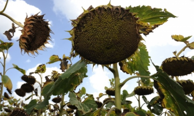 La cosecha de girasol genera buenas expectativas