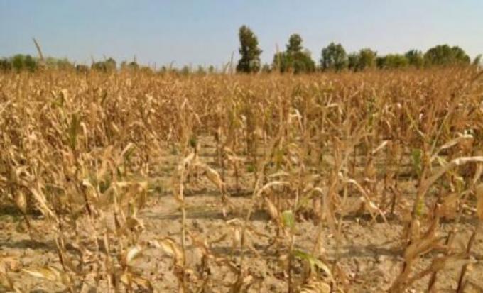 Efecto sequía: prevén un nuevo recorte del área de maíz por falta de lluvias