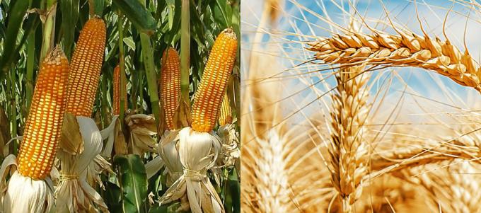 La FAO estima que la producción mundial de cereales marcará un nuevo récord