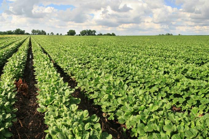 Se completó el pago a productores de soja de las provincias del Plan Belgrano