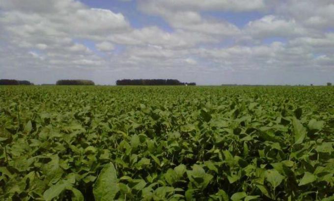 Alertan que la cosecha de soja podría caer a 40 millones de toneladas