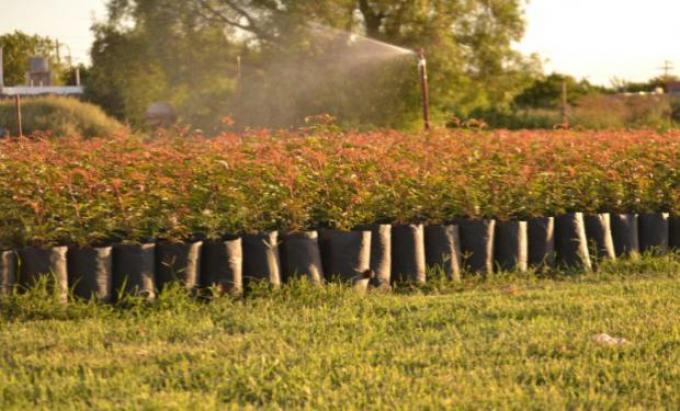 El oro verde que pocos cultivan