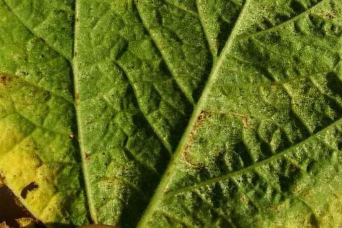 Soja: por ahora es baja la presencia de plagas.