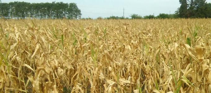 Sequía: La Rural de 25 de Mayo reclamó “cambios urgentes” en la Ley de Emergencia Agropecuaria