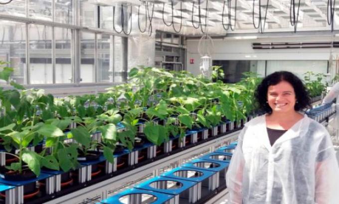 Buscan genes involucrados en el rinde del girasol