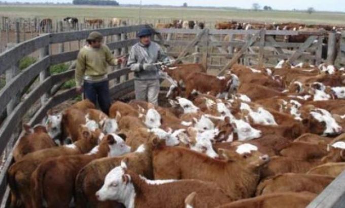 ¿Cómo impacta la sequía en el negocio ganadero?