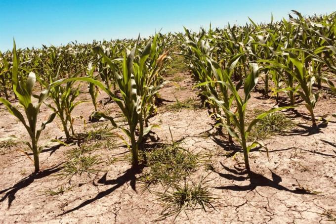 Sequía: alertan que en la zona núcleo se abandonan cultivos de soja y temen un "desastre productivo".