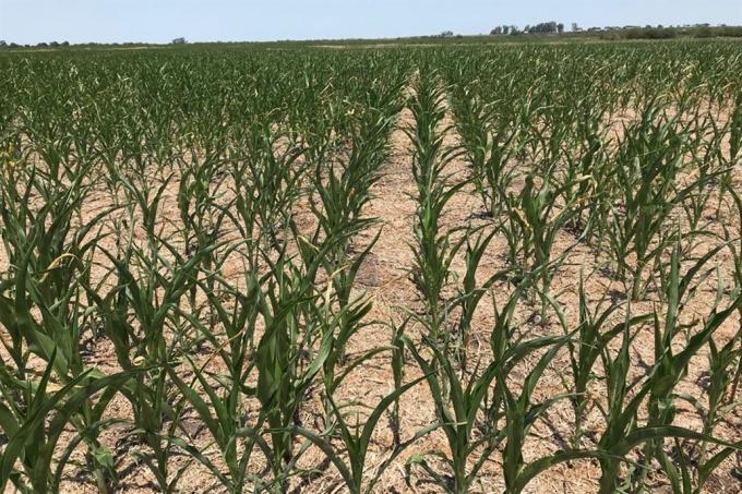 Los cultivos de segunda son los que se llevan la peor parte