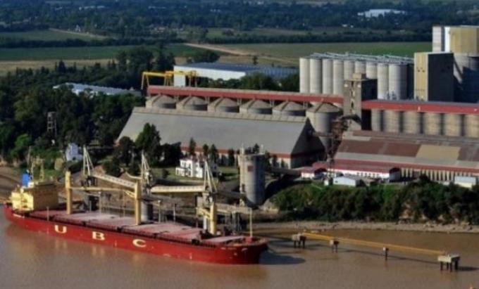 Cebada son sorpresa: algunos embarques destinados a alimentar camellos se pagan mejor que otros dedicados a elaborar cerveza barata