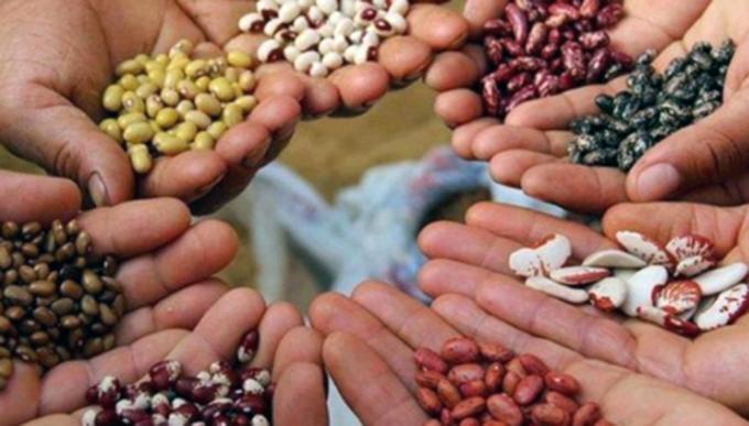 Crean registros de semillas para regular y controlar las especies nativas del país