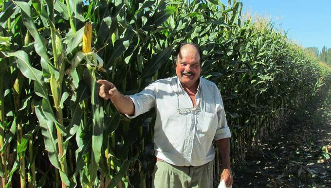 Un productor logró 99% de destete y 100 Tn de materia seca de maíz por hectárea