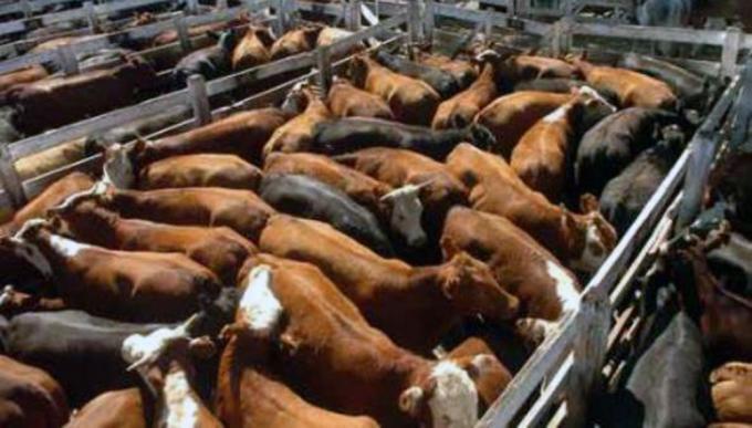 Se viene el SIO Carnes, la herramienta que relevará las operaciones del sector ganadero
