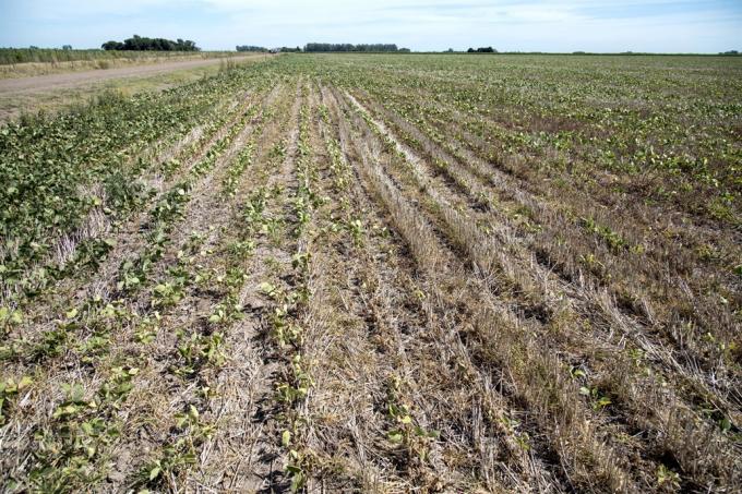Se cumplieron los peores pronósticos de los productores: la sequía no da tregua.