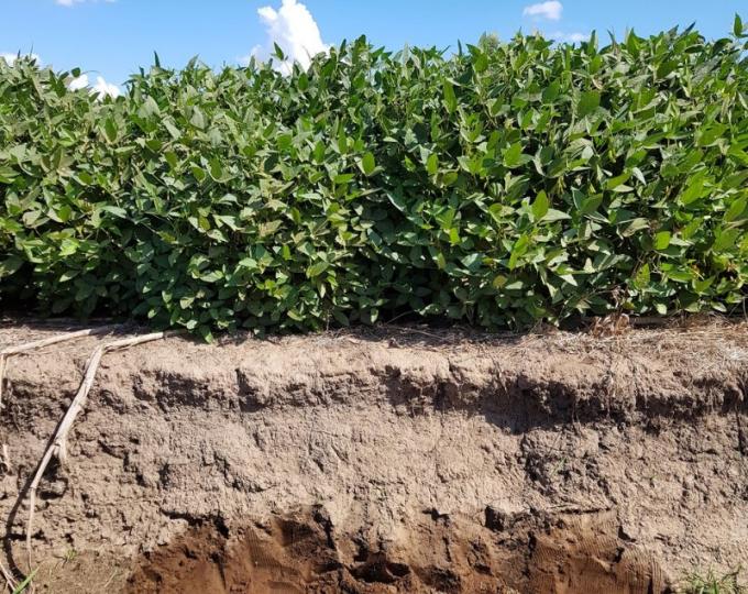 Balance de nutrientes: en el norte del país el suelo sigue siendo la principal fuente de nitrógeno mientras que en el sur el fertilizante se aplica por demás