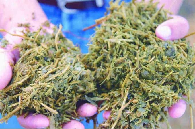 Sequía: claves para el silaje de soja.