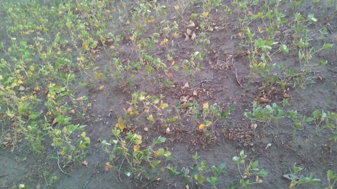 Los productores afectados por la sequía pagarán un elevado monto de retenciones