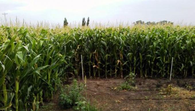 Evalúan desde el INTA la incorporación de agrominerales en cultivos de grano