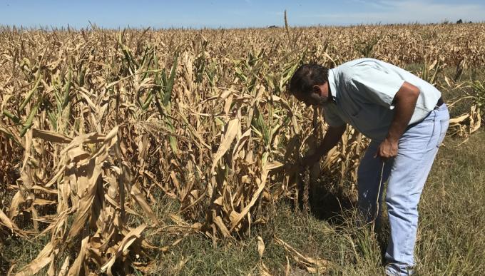 Lanzan un proyecto de ley para crear un Sistema Integrado de Seguros Agropecuarios