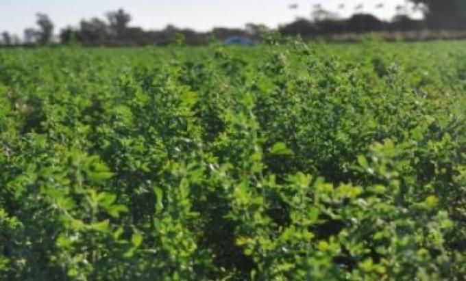 Alfalfa: la forrajera capaz de enfrentar el déficit hídrico