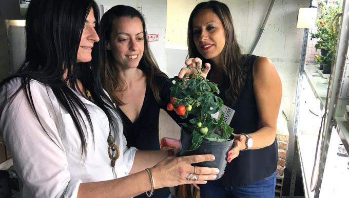 Mayor biomasa, mejor uso del agua y floración más rápida: la nueva tecnología del CONICET