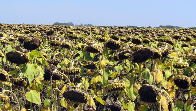 Entre Ríos: cayó un 60% la producción de girasol