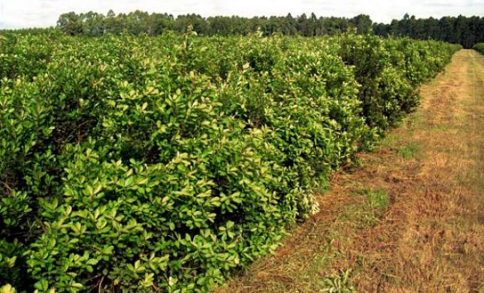 Se conformó la mesa de competitividad de la cadena de la yerba mate