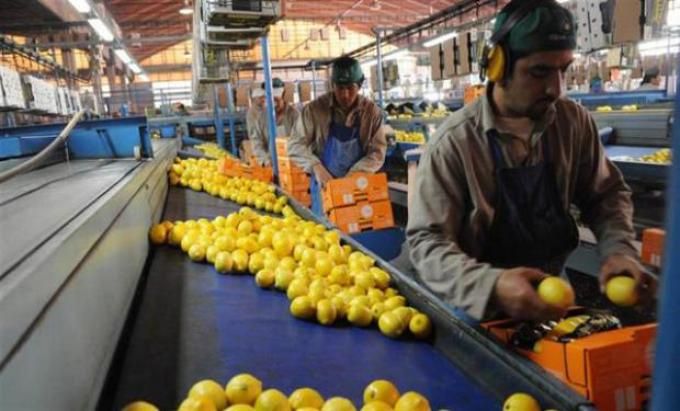 Limones: por una menor producción en España, esperan exportar más a Europa.