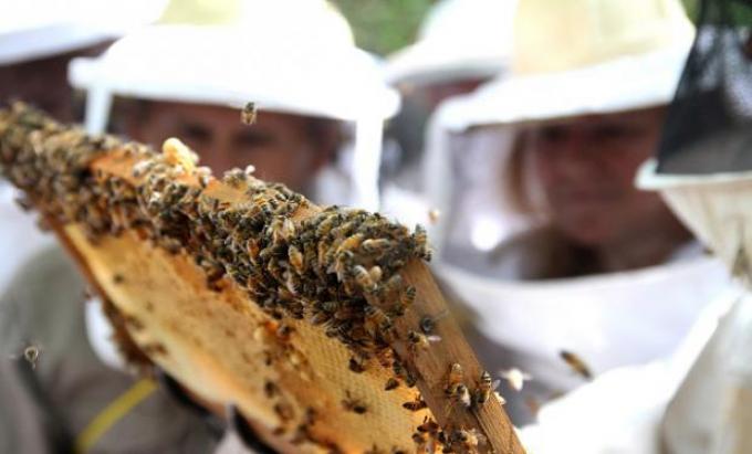 Argentina logró la apertura de los mercados de gelatina bovina, abejas y cueros a Túnez
