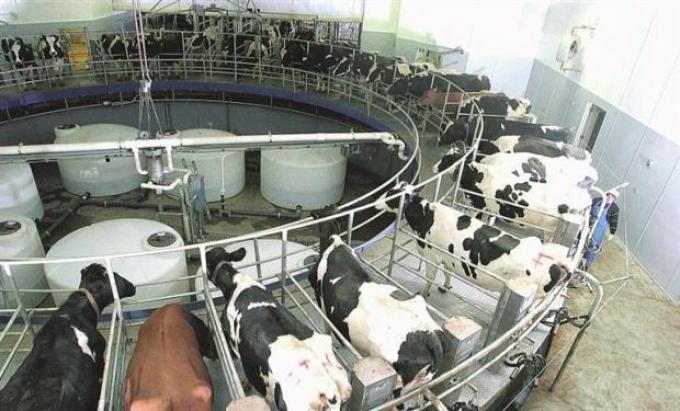 Los costos de los tambos grandes ya son equiparables a los precios de la leche