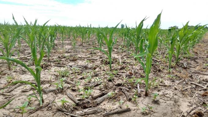 En la pampa húmeda no mejoran las lluvias y podría haber más pérdidas.