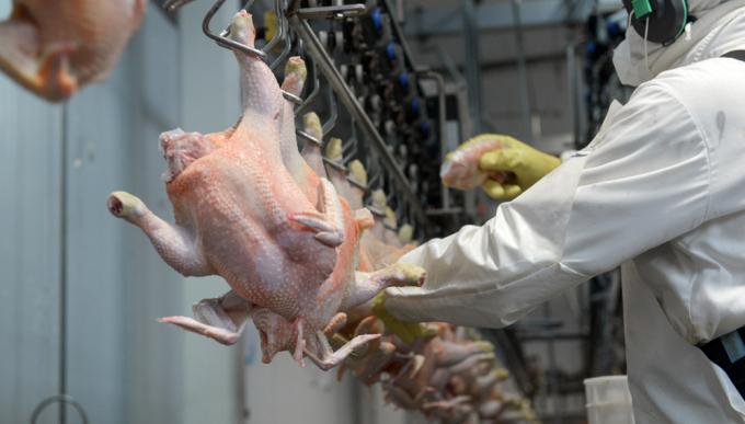 El Controlador Electrónico de Faena también será obligatorio para el sector avícola