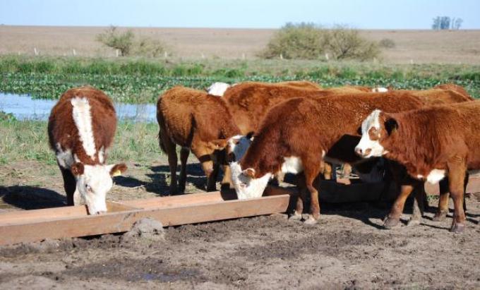 Caracterizan el 75 % de las bacterias que habitan en el rumen del ganado