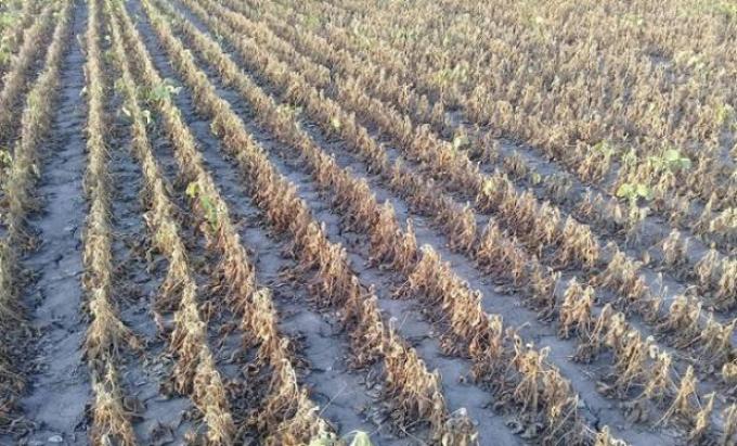Santa Fe declaró la emergencia agropecuaria en más de 5,8 millones de hectáreas