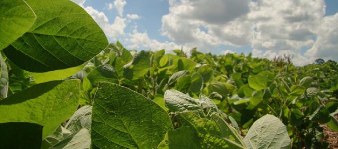 Expectativas frente al informe del USDA de abril